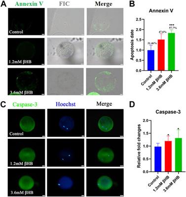 β-hydroxybutyrate impairs bovine oocyte maturation via pyruvate dehydrogenase (PDH) associated energy metabolism abnormality